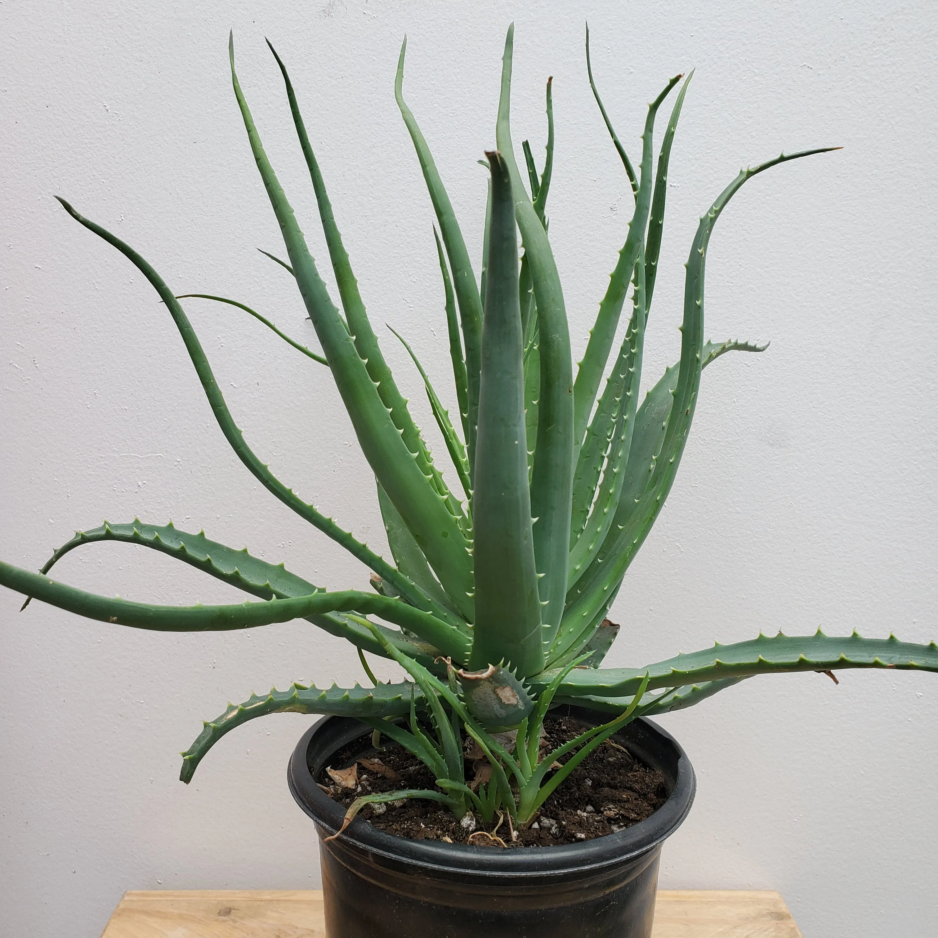 1 gal aloe humilis hybrid