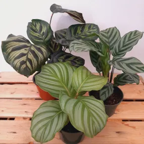 4" calathea assorted