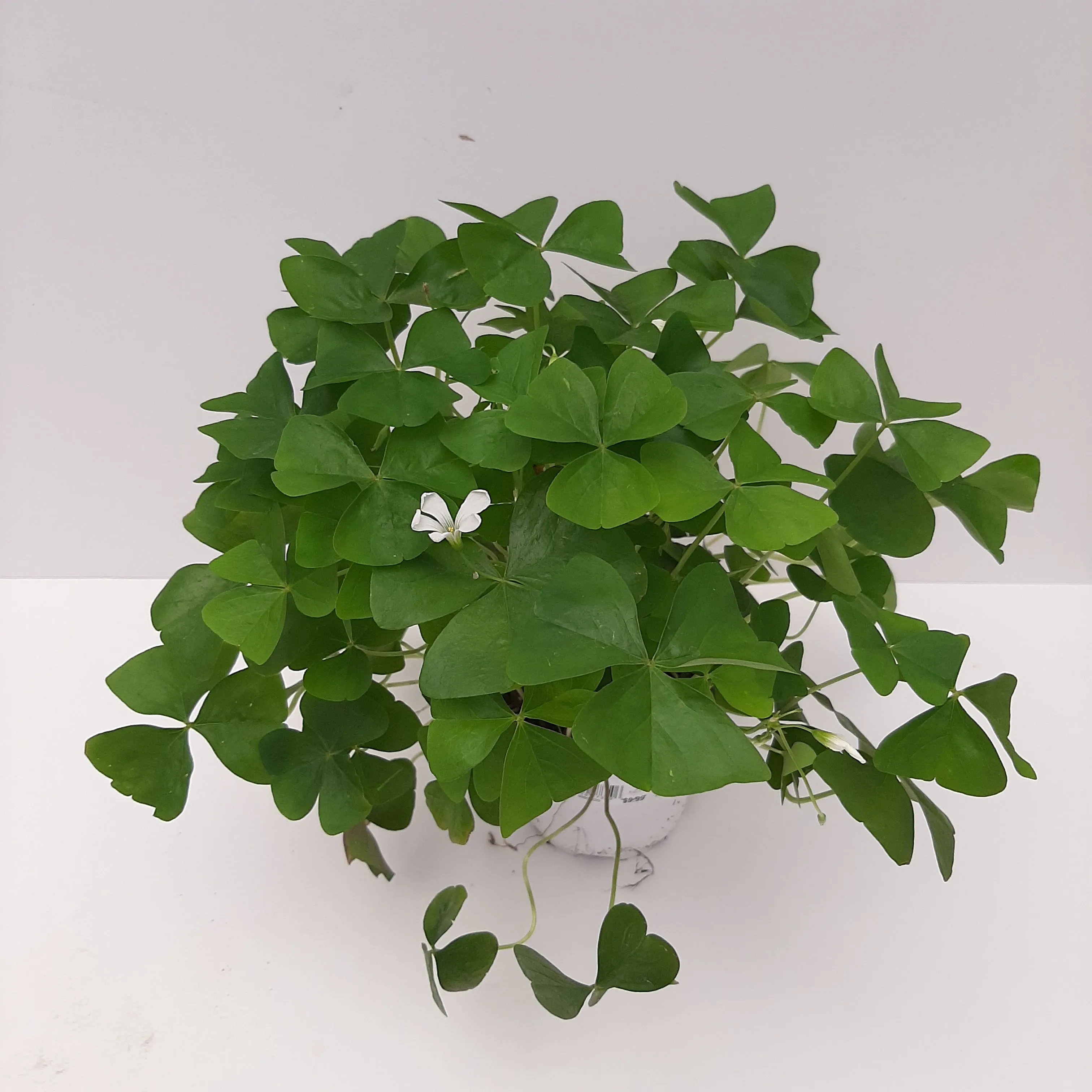 4" oxalis green