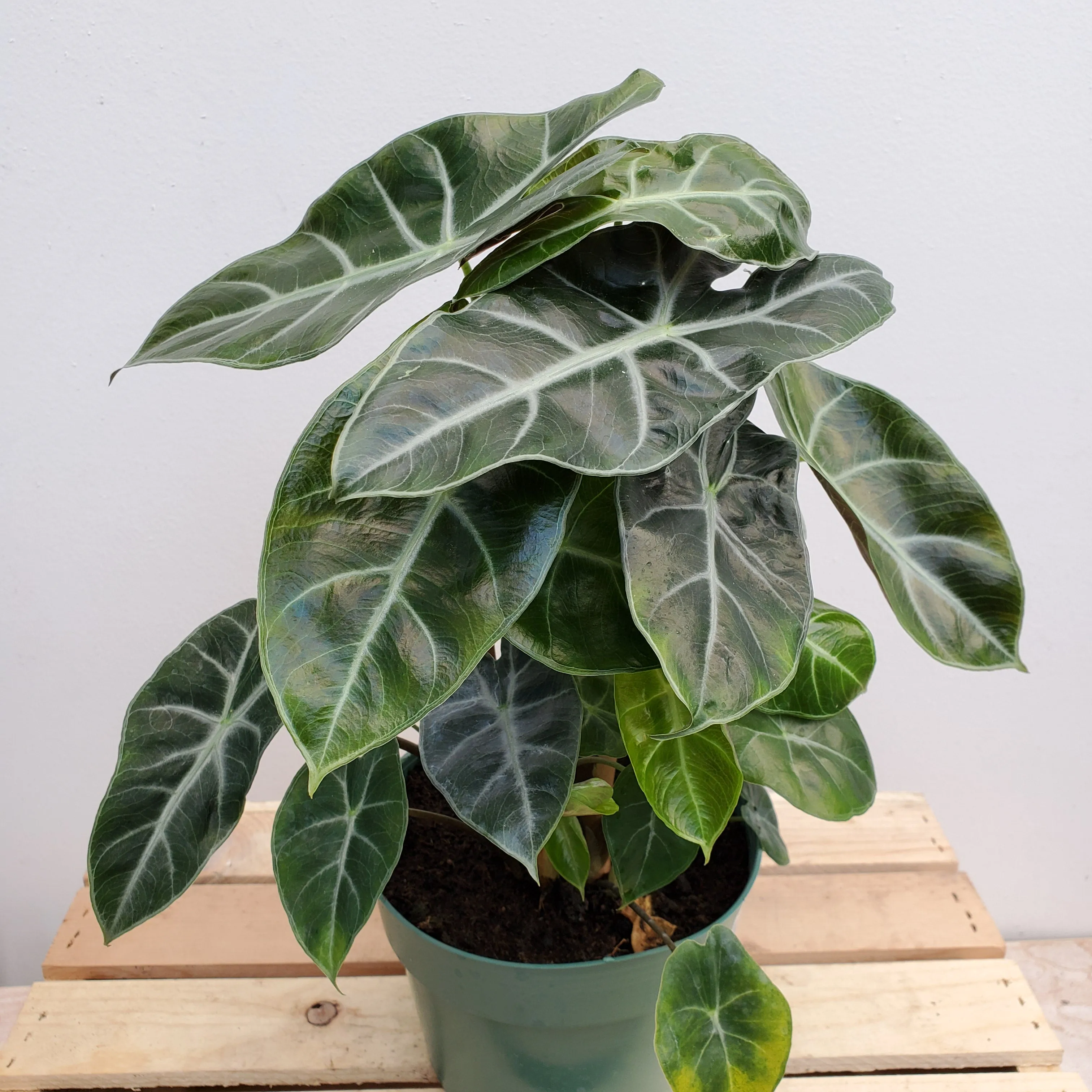 6" alocasia ebony