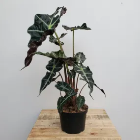 6" alocasia polly