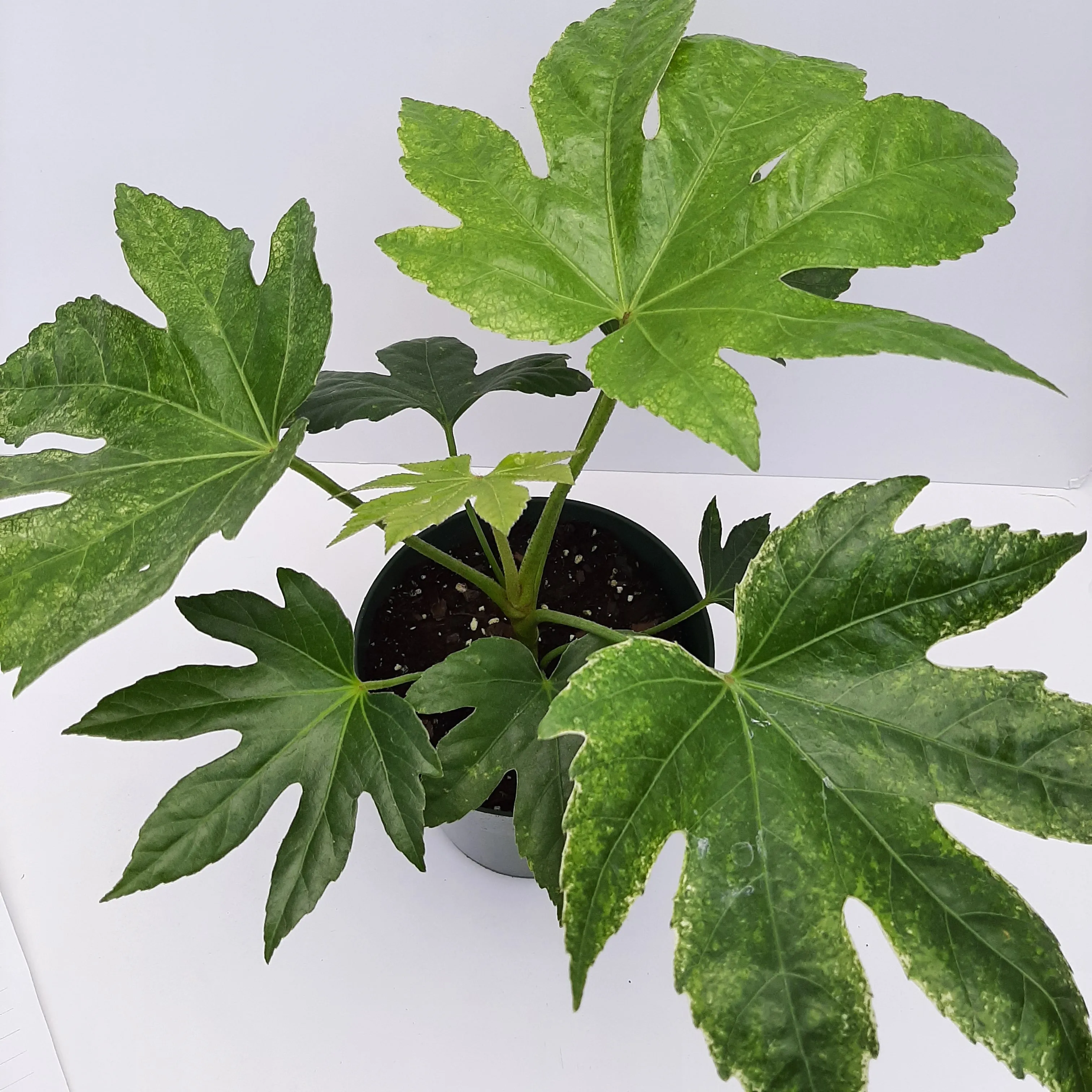 6" fatsia