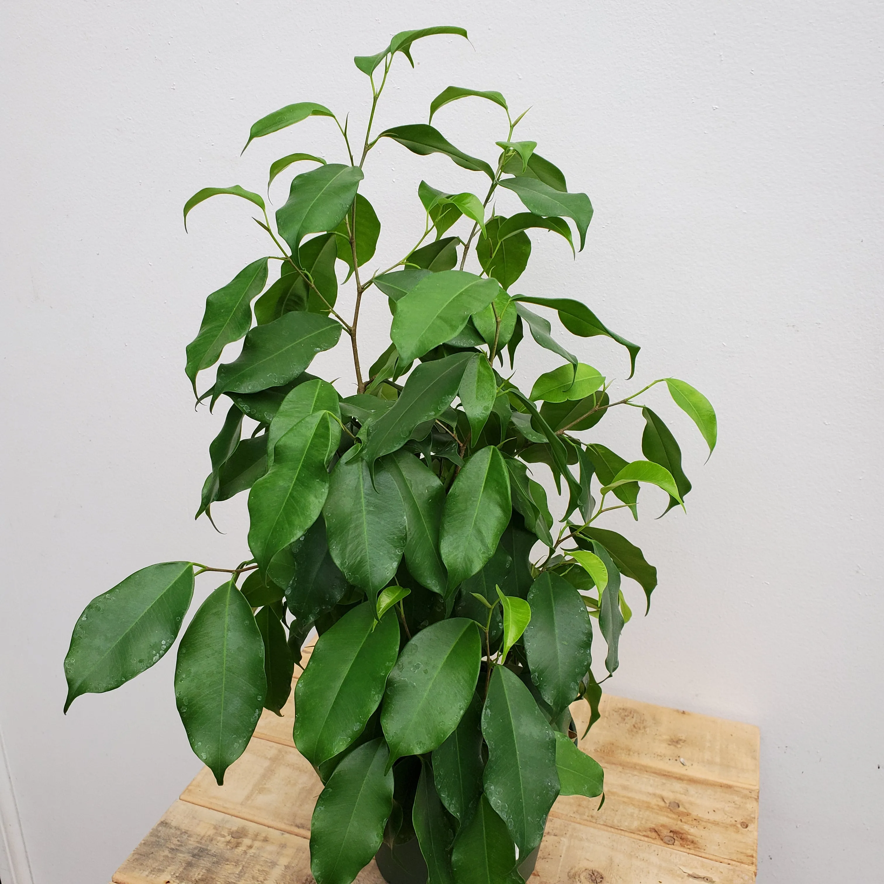 6" ficus spire bush