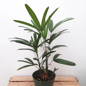 6" palm rhapis excelsa