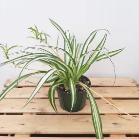 6" spider plant