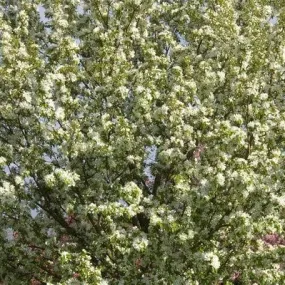 crabapple spring snow 10 gallon pot