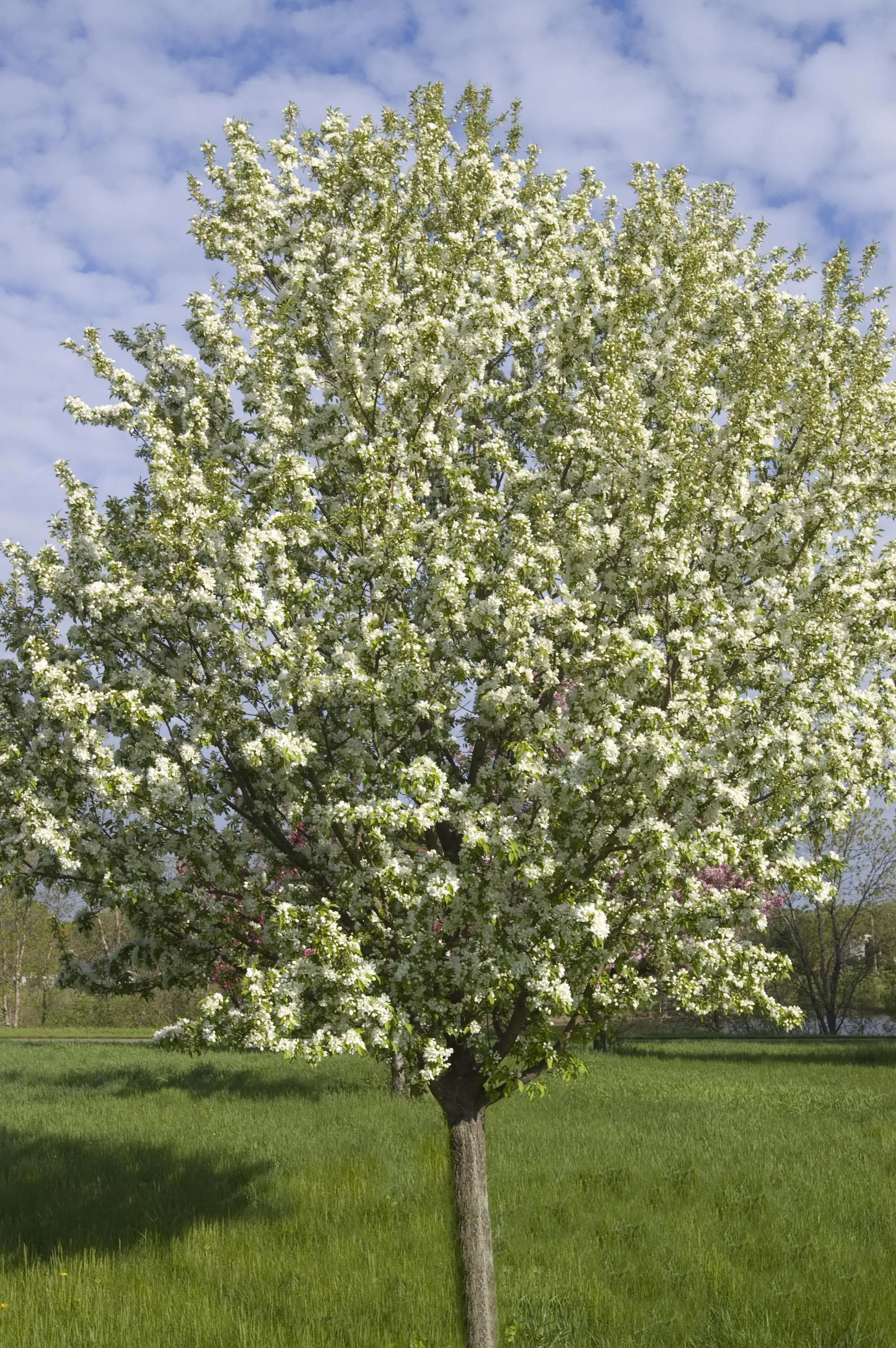 crabapple spring snow 10 gallon pot