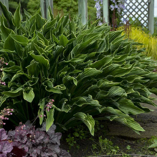 hosta praying hands potted