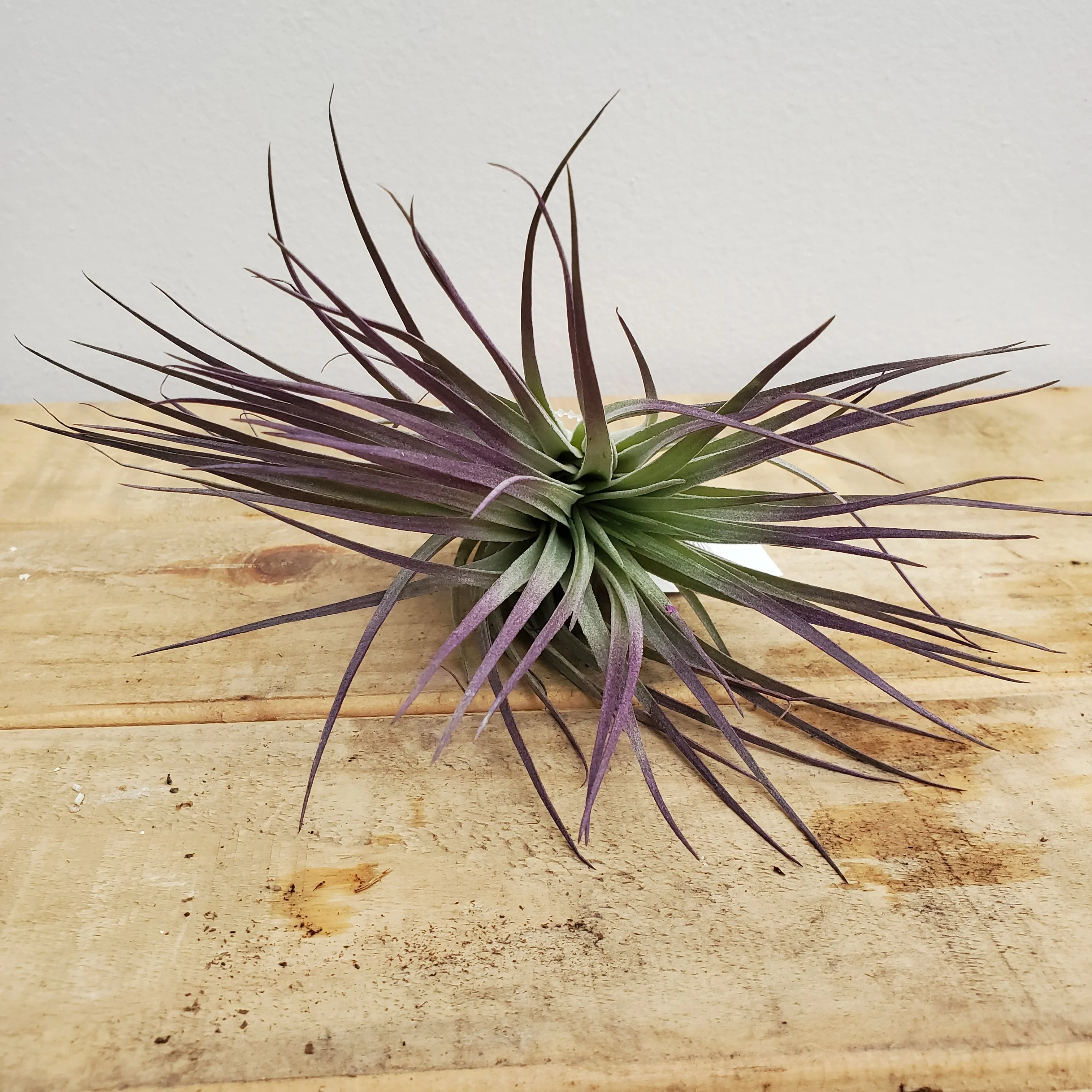 tillandsia houston purple (x)